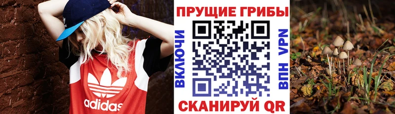 площадка официальный сайт Грязовец Псилоцибиновые грибы мицелий